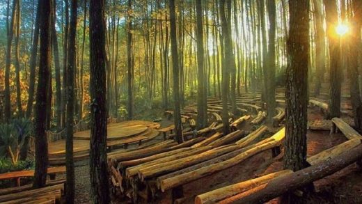 Dermaga kayu memanjang ke hutan pinus yang rimbun, dengan sinar matahari yang menembus tajuk pohon, menciptakan suasana yang tenang dan menyegarkan