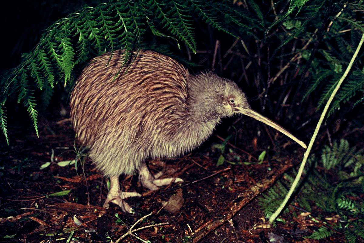 Understanding Kiwi Bird