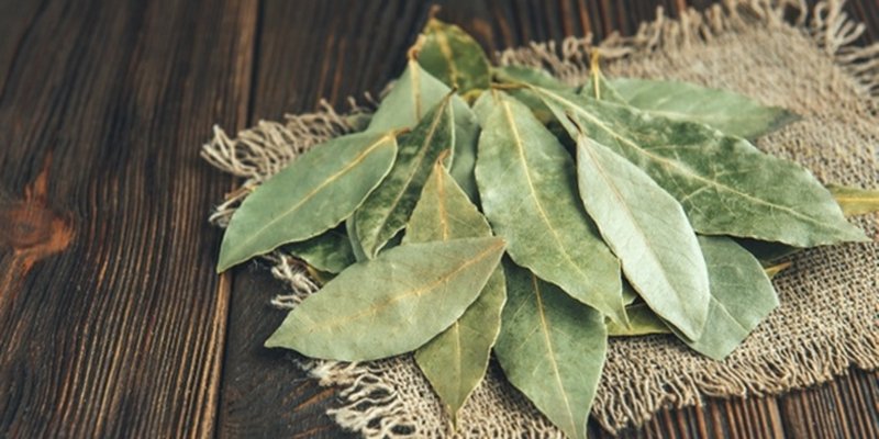 daun-salam-manfaat-dan-khasiat-daun-aromatik-yang-penuh-kebaikan